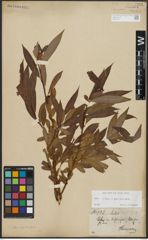 Salix alba L. x Salix pentandra L.